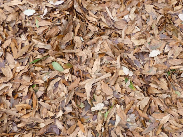 Carpet of fallen leaves at Kew Carpet of fallen leaves at Kew Gardens