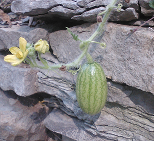 watermelon hanging off retaining wall