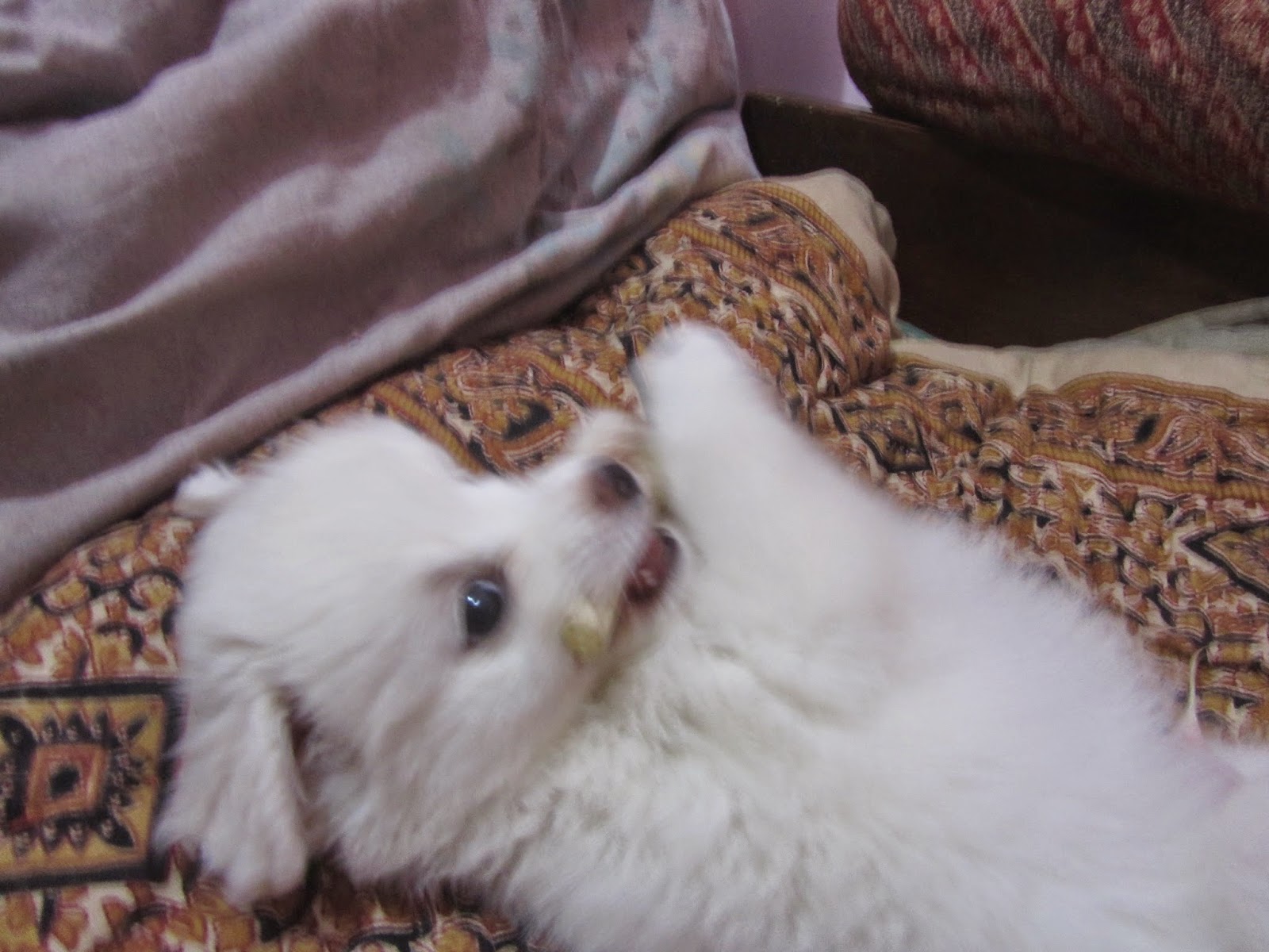 Doting Dogs Little Flute Player