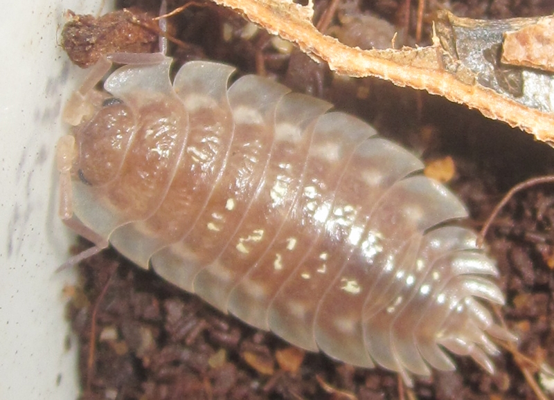 Hisserdude's Isopods OniscusOrange%25233