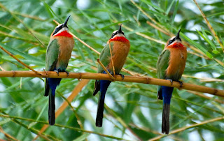 White-Fronted Bee-Eaters