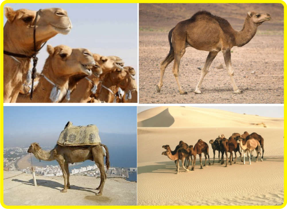 Животный мир пустынь и полупустынь африки. Животные пустыни 4 класс тест. Животные пустыни 4 класс тест. Природная зона пустыни для дошкольников. Окружающй ми пустыни тест.