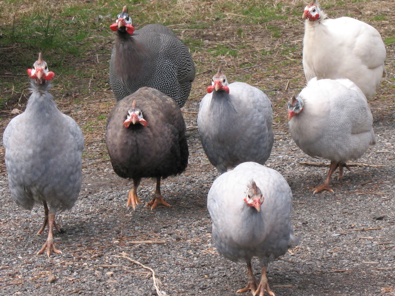 Lavender Guinea Hen Profile Care Eggs Sounds Facts Bird Baron
