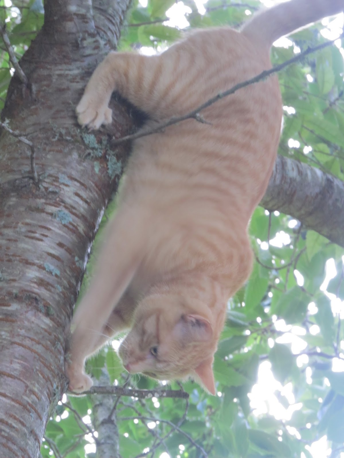 Coneysthorpe Tree dweller
