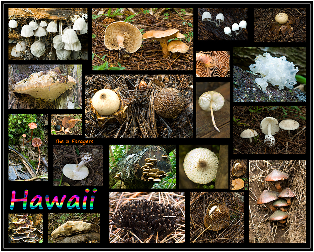 The 3 Foragers Foraging for Wild, Natural, Organic Food Mushrooms of