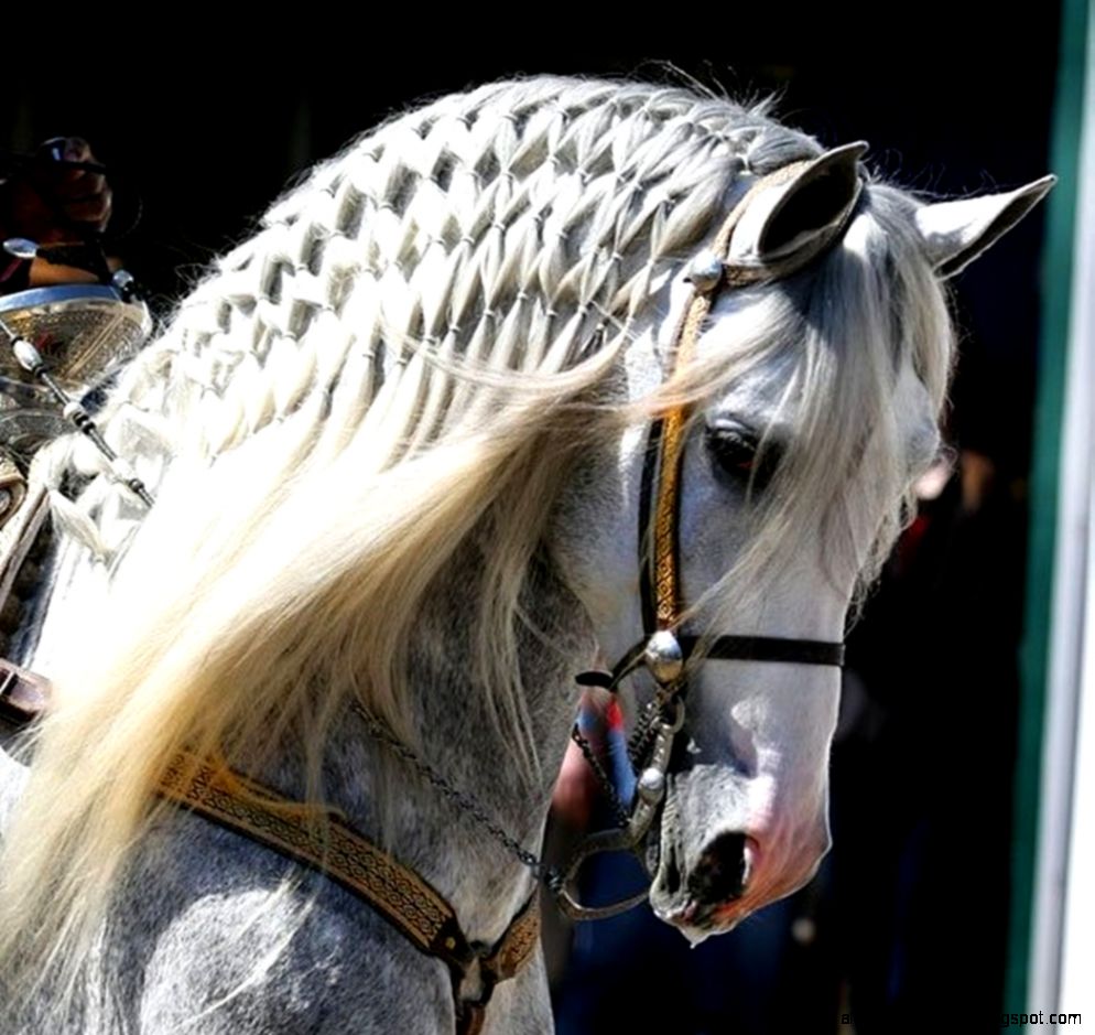 Horses Braided Andalusian Horses Plate Spanish Braid Grey Free