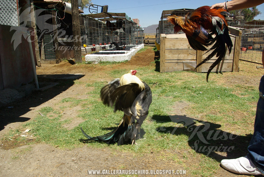 Gallera El Ruso, El Chiro Giro Albany