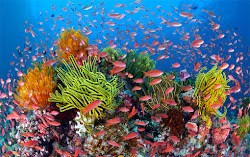 reef underwater barrier most coral tourism largest reefs ocean amazing colorful fish colourful under water australia marine colors take system