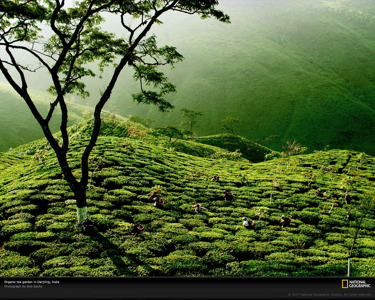 Beautiful Green Tea Gardens HD Wallpapers | Desktop Wallpapers