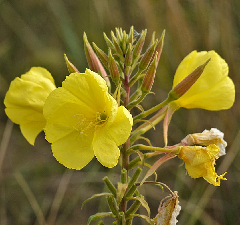 OF CURIOSITIES Evening primrose