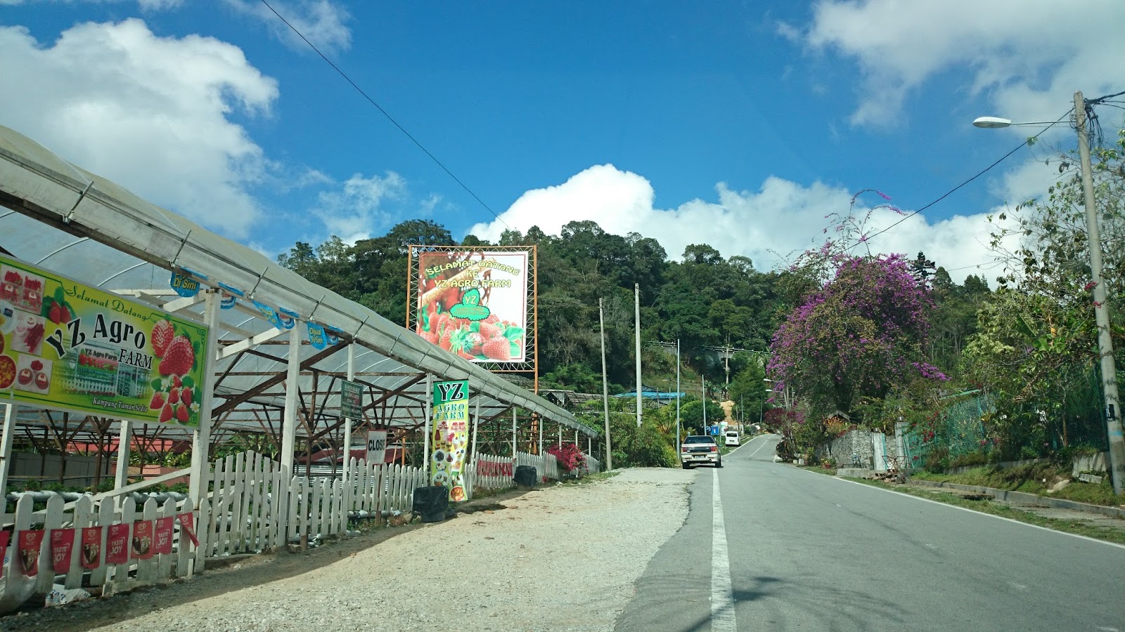 Today BAHAGIA: PETIK STRAWBERRY DI KAMPUNG TAMAN SEDIA, CAMERON HIGHLAND.