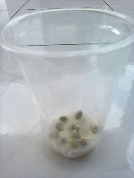 Laporan Penelitian Pertumbuhan Dan Perkembangan Kacang Hijau Terhadap Cahaya Catatanku Inspirasiku