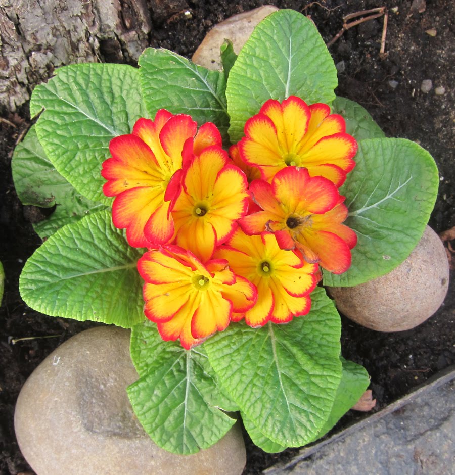 Information Literacy log Information Literacy in the wild free book