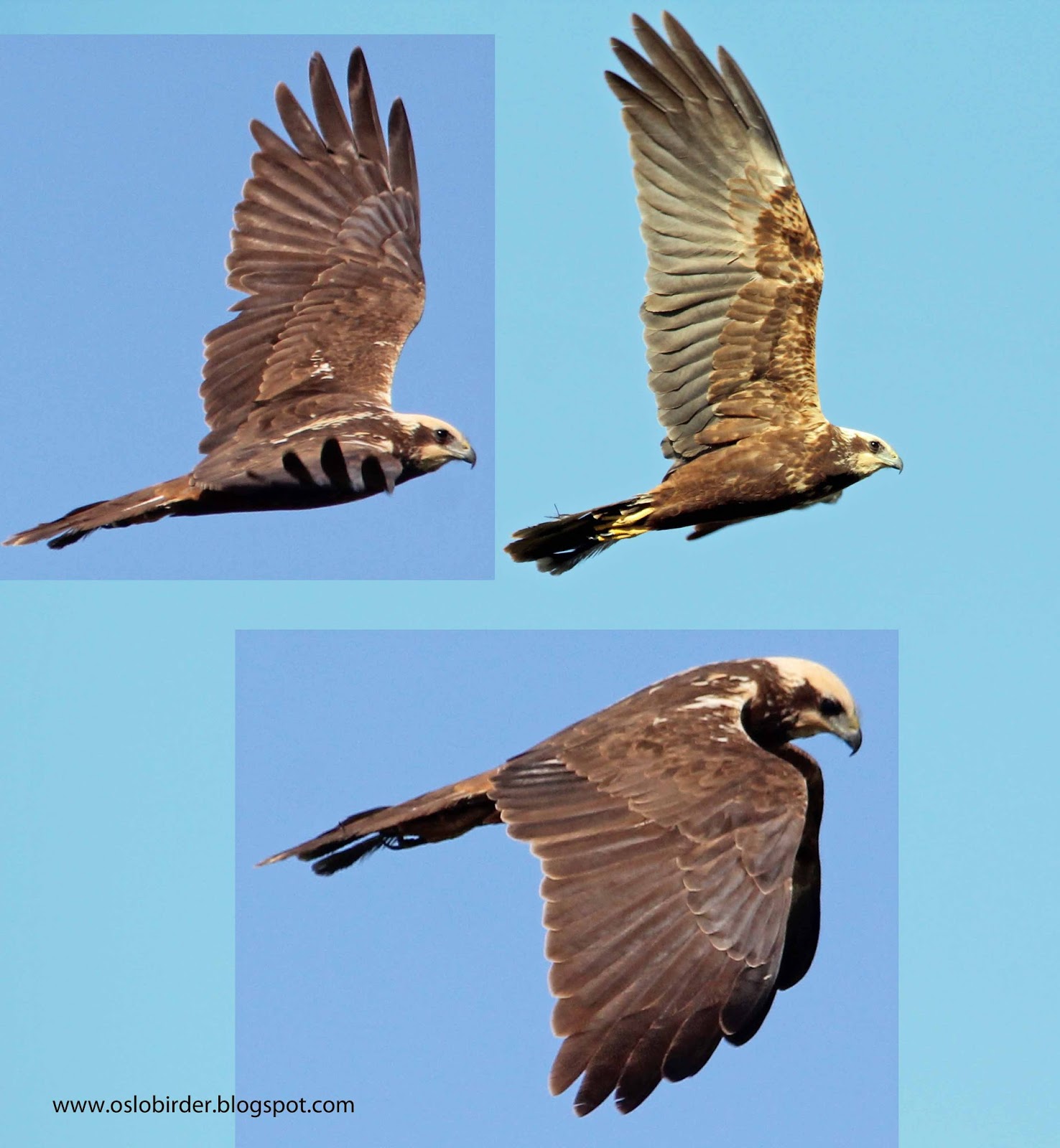 OSLO BIRDER Marsh Harriers