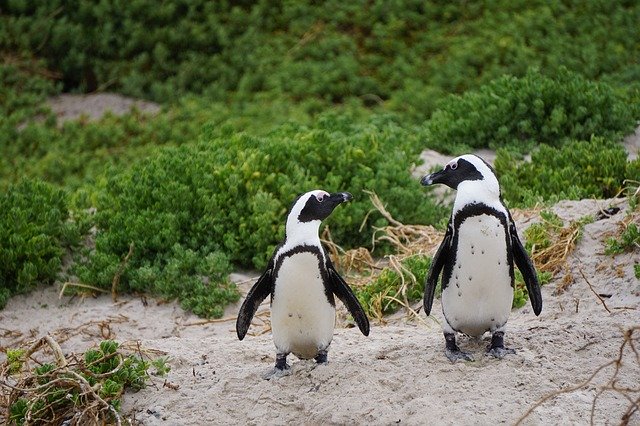 dos pinguinos en sudáfrica