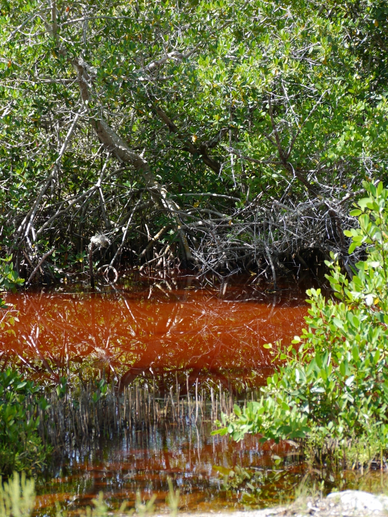 Ile de Sanibel Floride Alligator Mangrove Eau Rouge