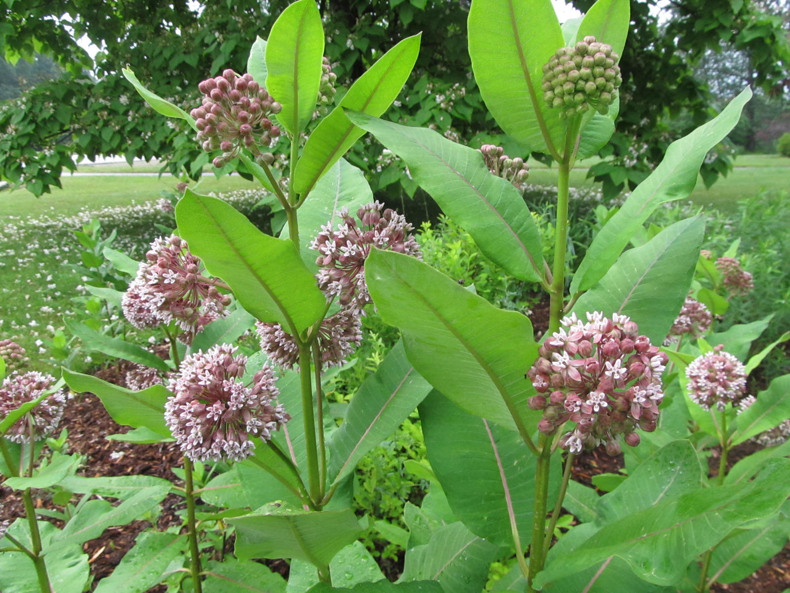 Nature's Garden Naturally Save the Milkweed, Save the Monarchs