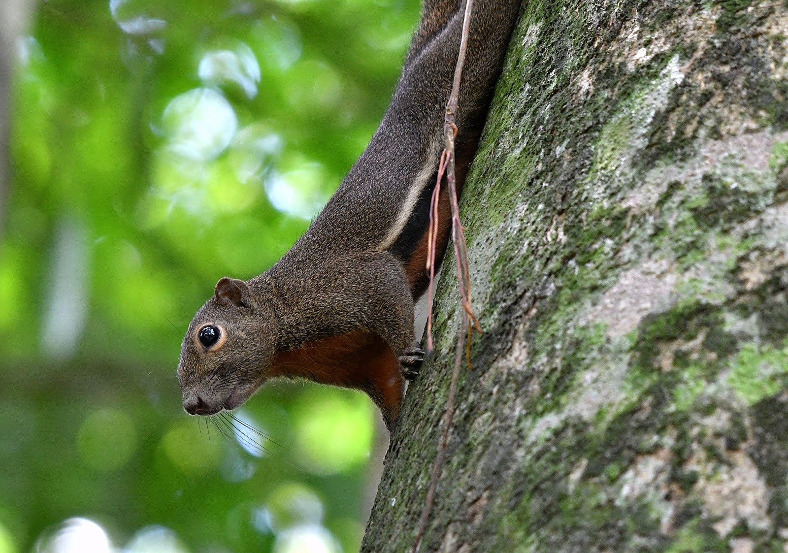 The Life Journey in Photography Squirrel Kuala Selangor Nature Park