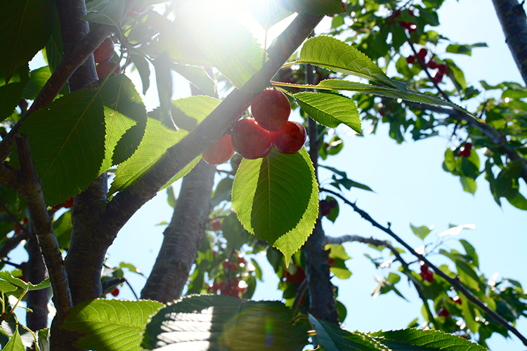 Door County, cherry picking | My Darling Days Door County, cherry picking | My Darling Days