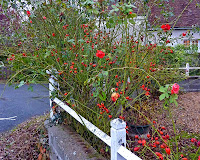 Living the life in Saint-Aignan: Local plants in autumn