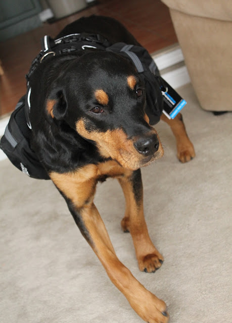 Canine Equipment Backpack Dog