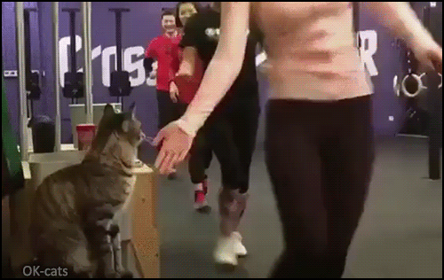 Amazing Cat GIF • Cool cat high fives runners. He just thought they had a treat for him Amazing Cat GIF • Cool cat high fives runners. He just thought they had a treat for him
