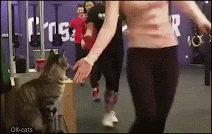 Amazing Cat GIF • Cool cat high fives runners. He just thought they had a treat for him