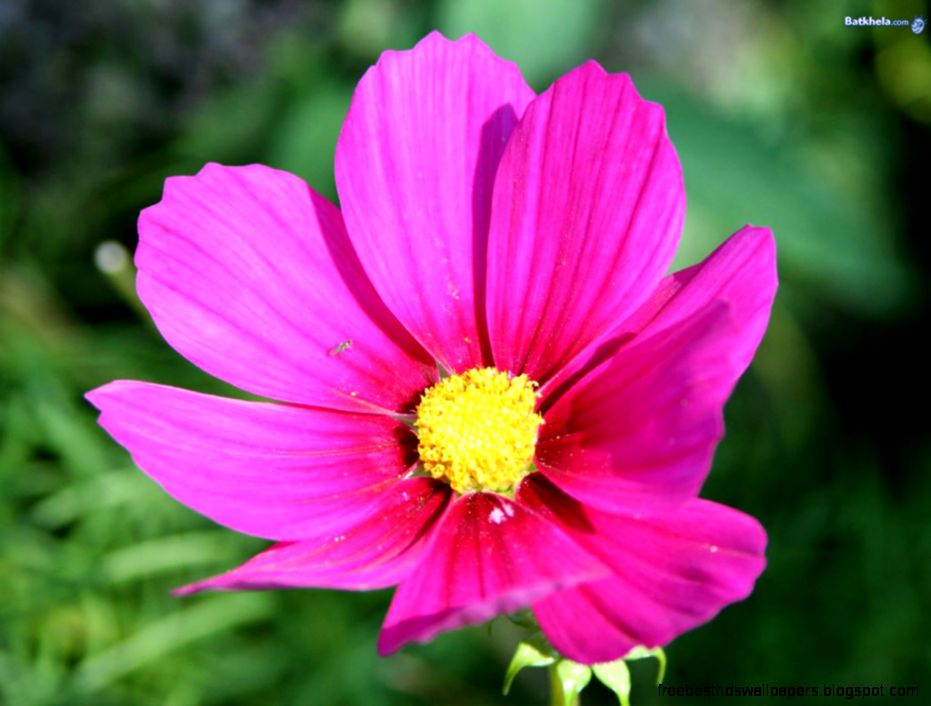 images2 gt pretty flowers gt PRETTY FLOWERSPICTURESHDWALLPAPERS