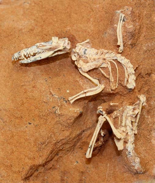 Species New to Science: [PaleoMammalogy • 2013] Mother of Mammals: Meet