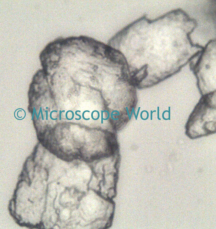 Microscope World Blog Microscope Magnification versus Resolution