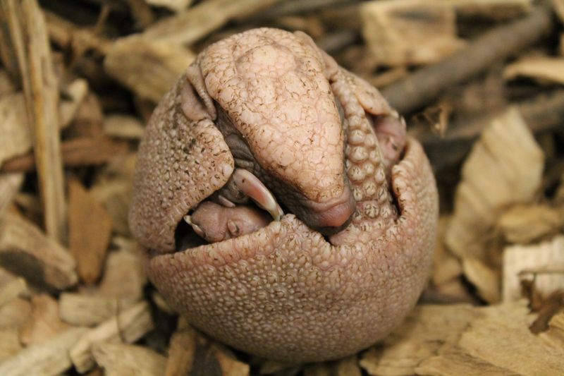 Baby Animals: A rare Southern Three-Banded Armadillo - Pup 5
