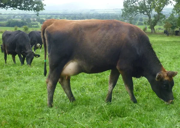 Rearing Cow