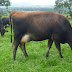 Rearing Cow