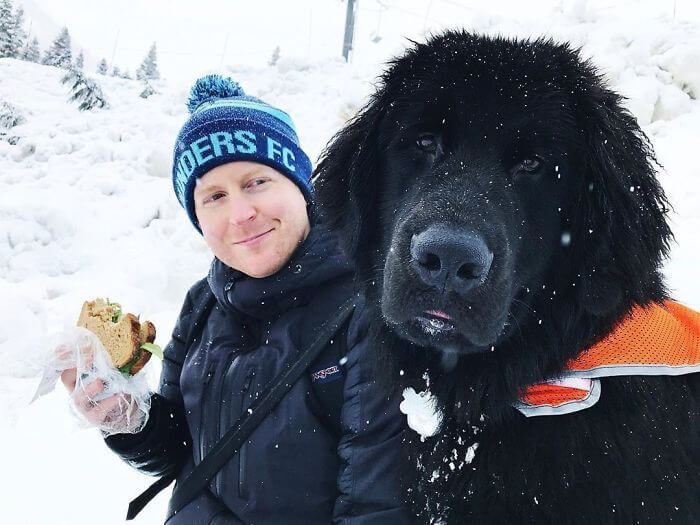 25 Adorable Pictures Of Newfoundlands That Are Shockingly Massive