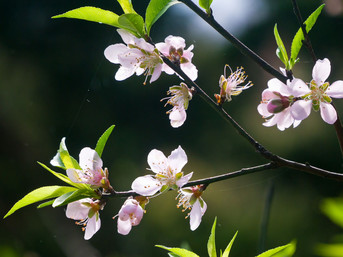 桃花舞春風--尖石水蜜桃花 - 豆眼看世界-小豆仔的攝影旅遊 - udn部落格