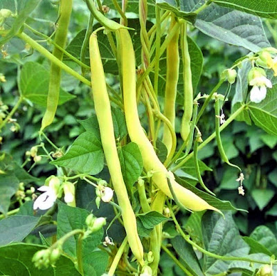green beans plant