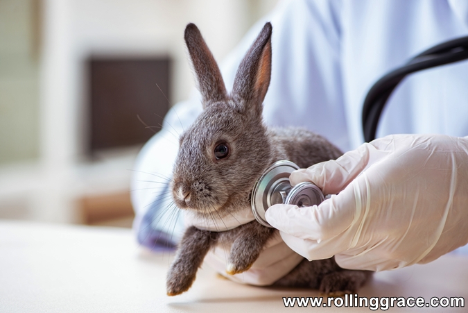 How to Care For A New Pet Rabbit