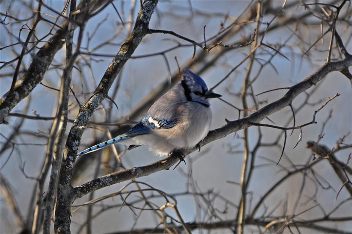 Ottawa Area Birding: Kerwin Road & Spruce Forest Birds - Ottawa West ...