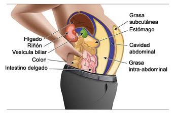 Alimentos para evitar la grasa visceral