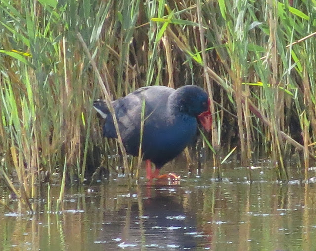 Western Swamphen - Minsmere, Suffolk