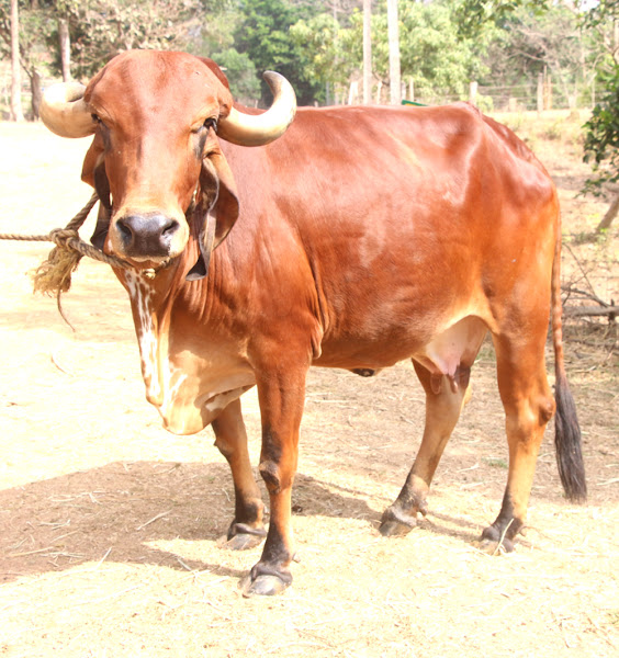 gir cattle, dairy farming faq