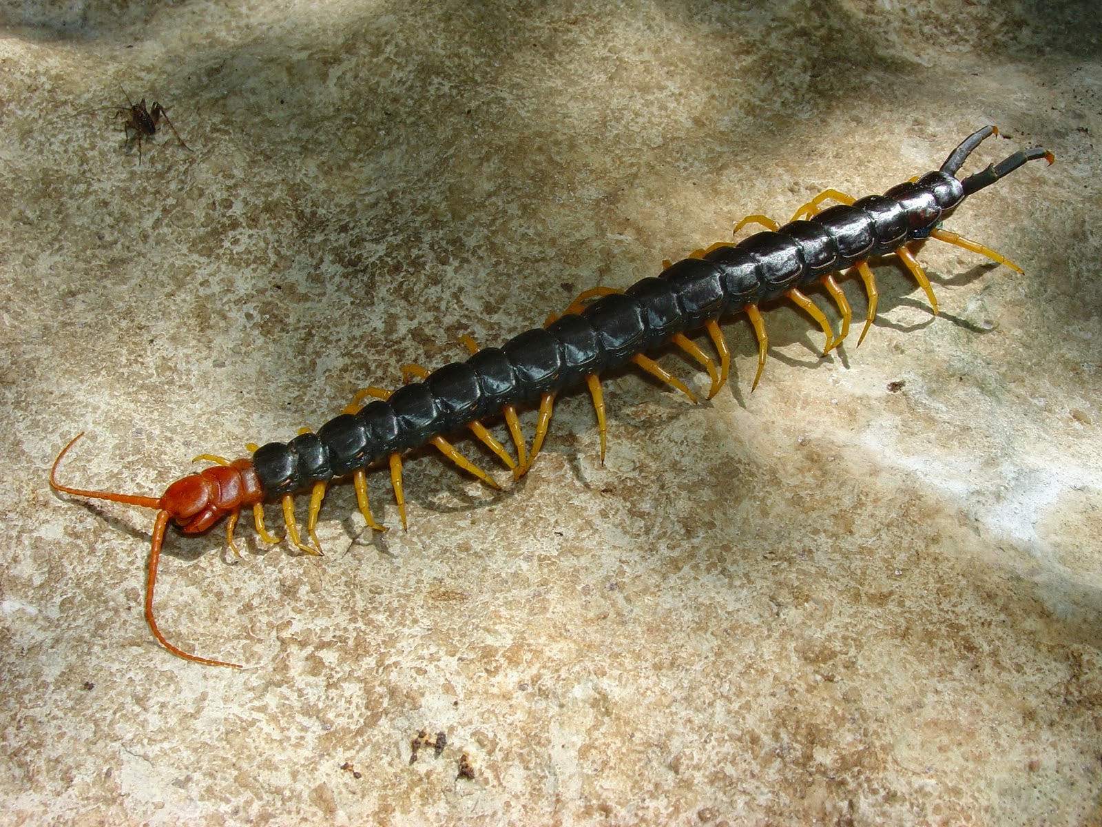 HD Wallpapers Desktop Centipede HD Wallpapers HD Wallpapers Desktop Centipede HD Wallpapers