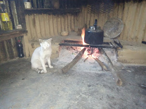 The cat of " NUNE HOMESTAY " in Kigwema in Nagaland.