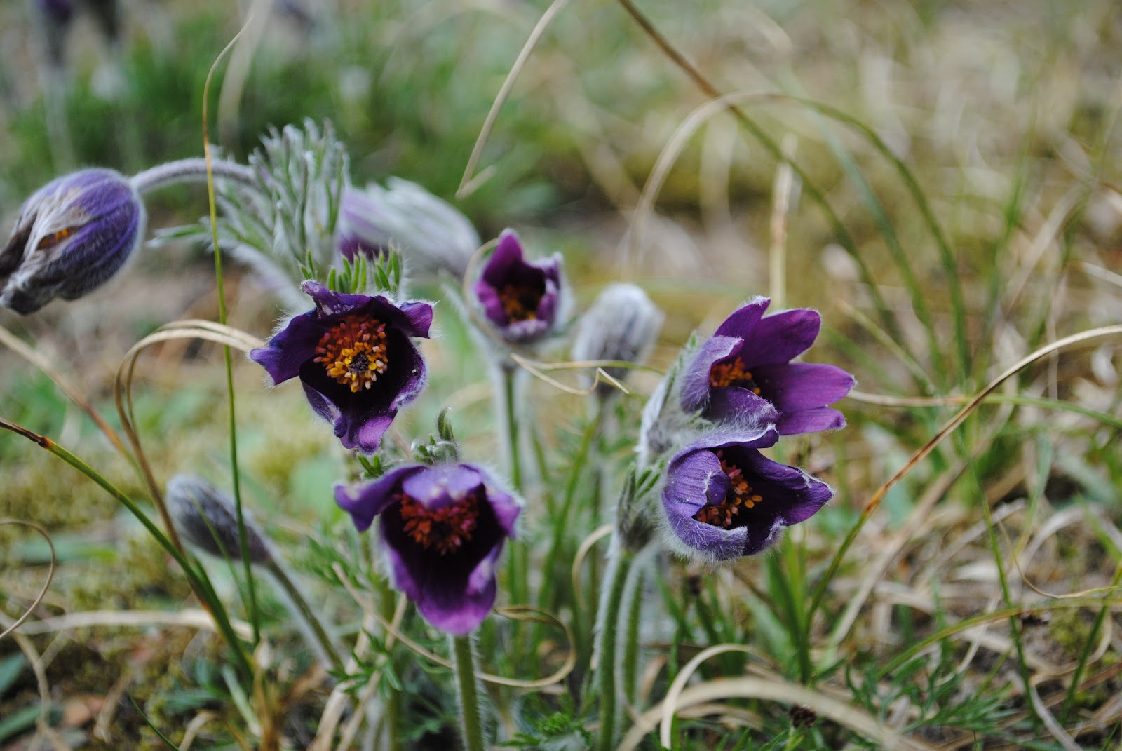 lykke-i-en-citronskal-billeder-af-blomster