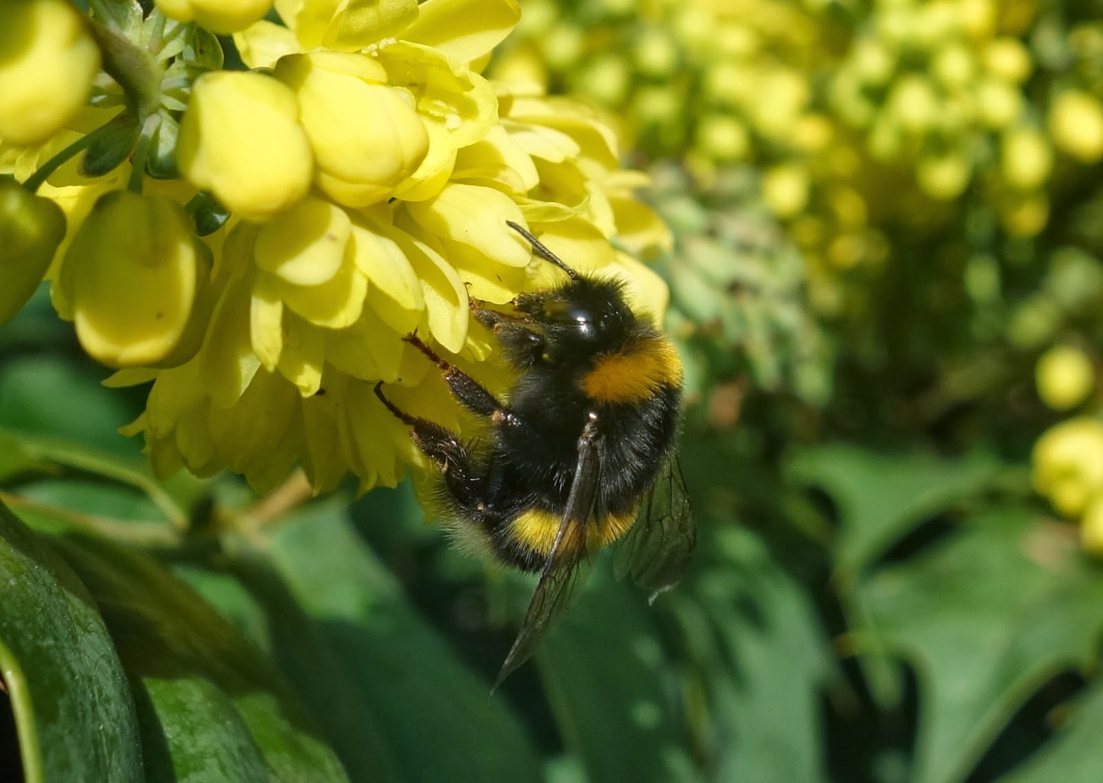 Urban Pollinators: Winter flowers for bees and other ...