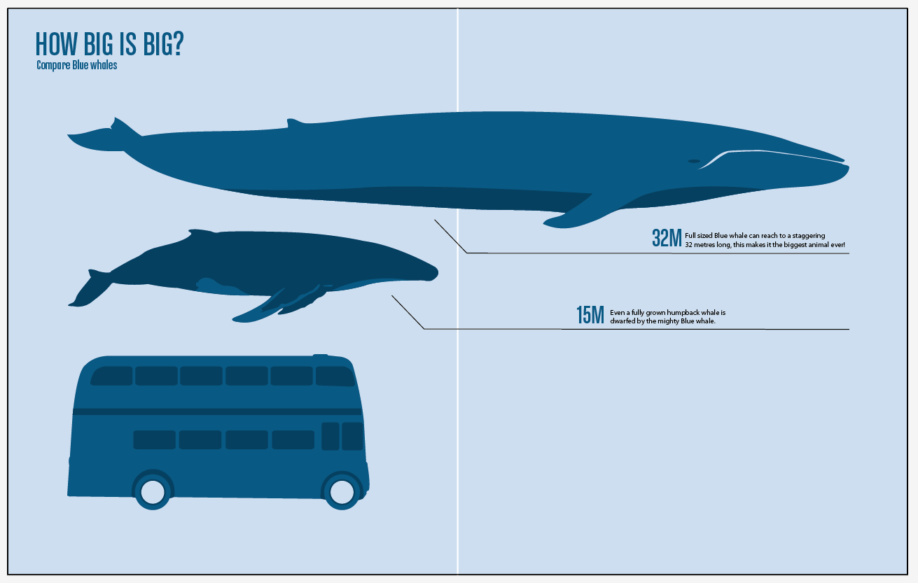 Сколько кит размер. Синий кит и кит Горбач. Киты Размеры в сравнении. Синий кит по сравнению. Синий кит в сравнении.