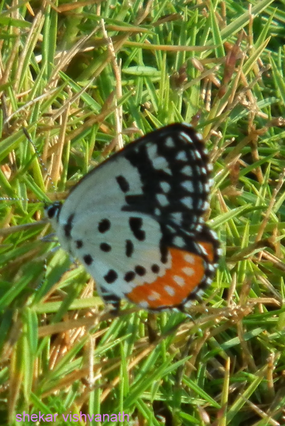 through the camera lens Visit to Ovalekar Wadi Butterfly Garden Thane