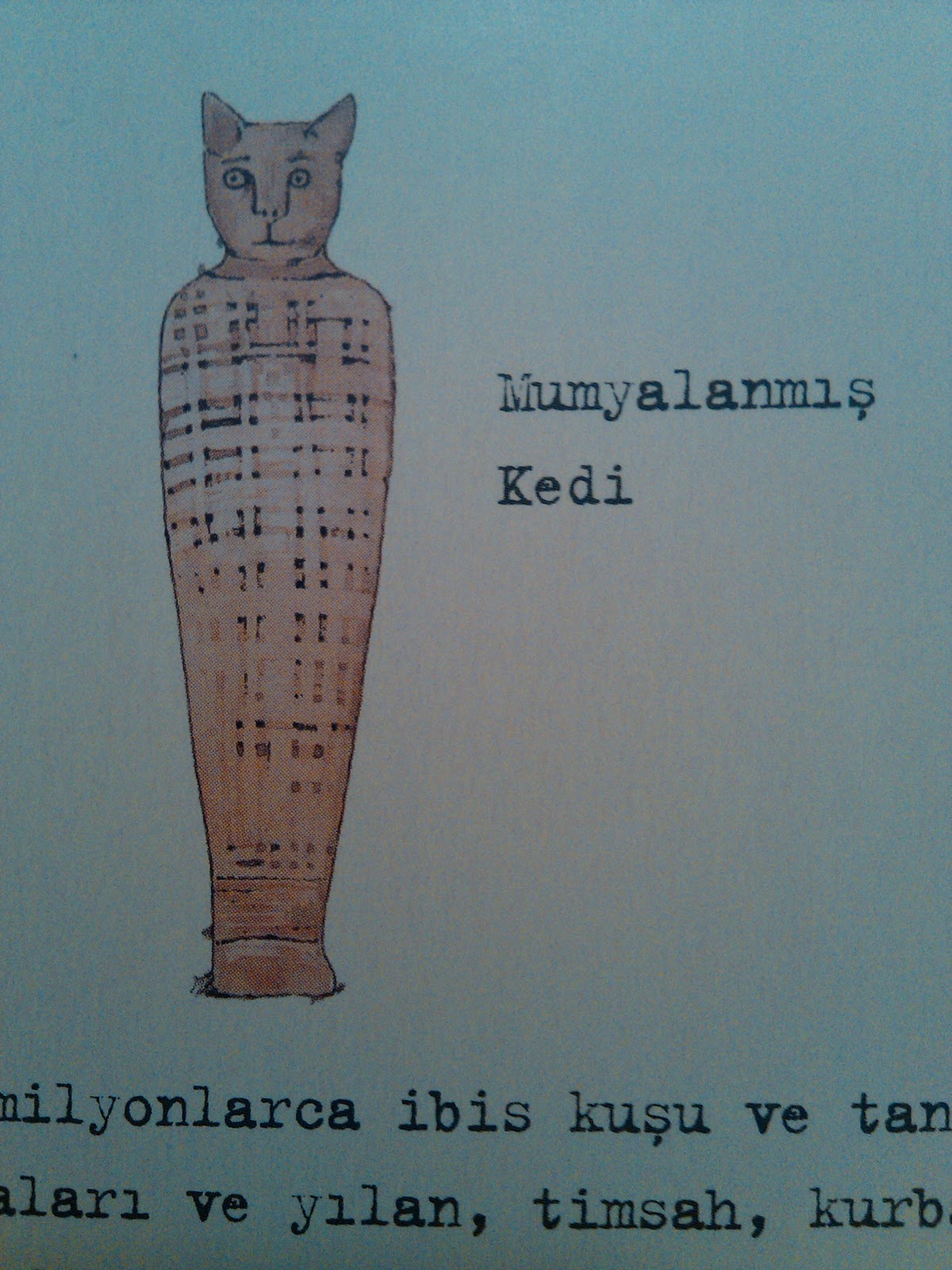 E = mc2 Kedilerin Gizemli Dünyası