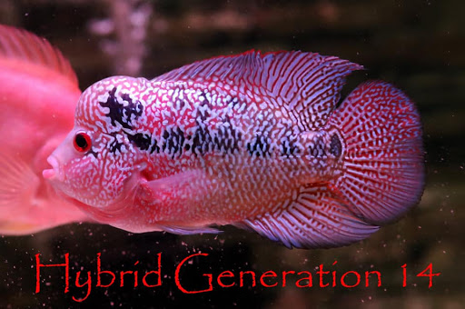 seri ini yaitu nama yang diberikan oleh breeder  Serian Ikan Louhan Cencu 