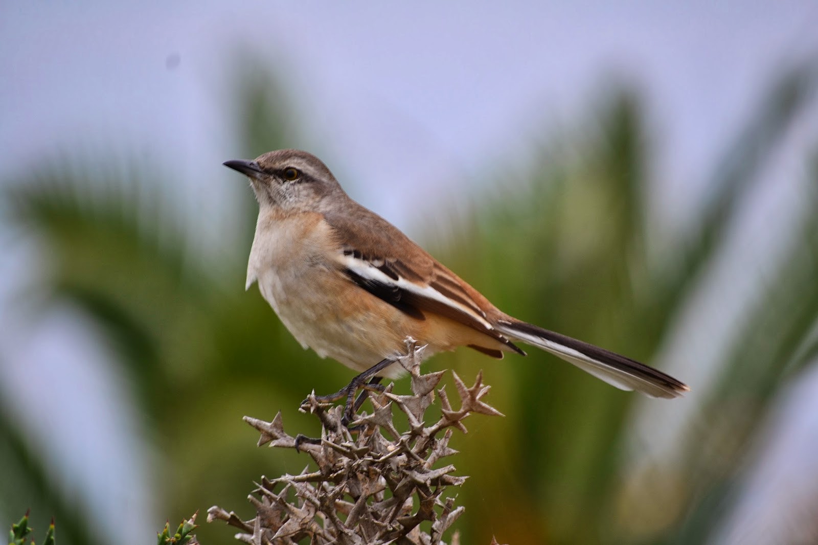 Aves de La Floresta: Calandria de tres colas